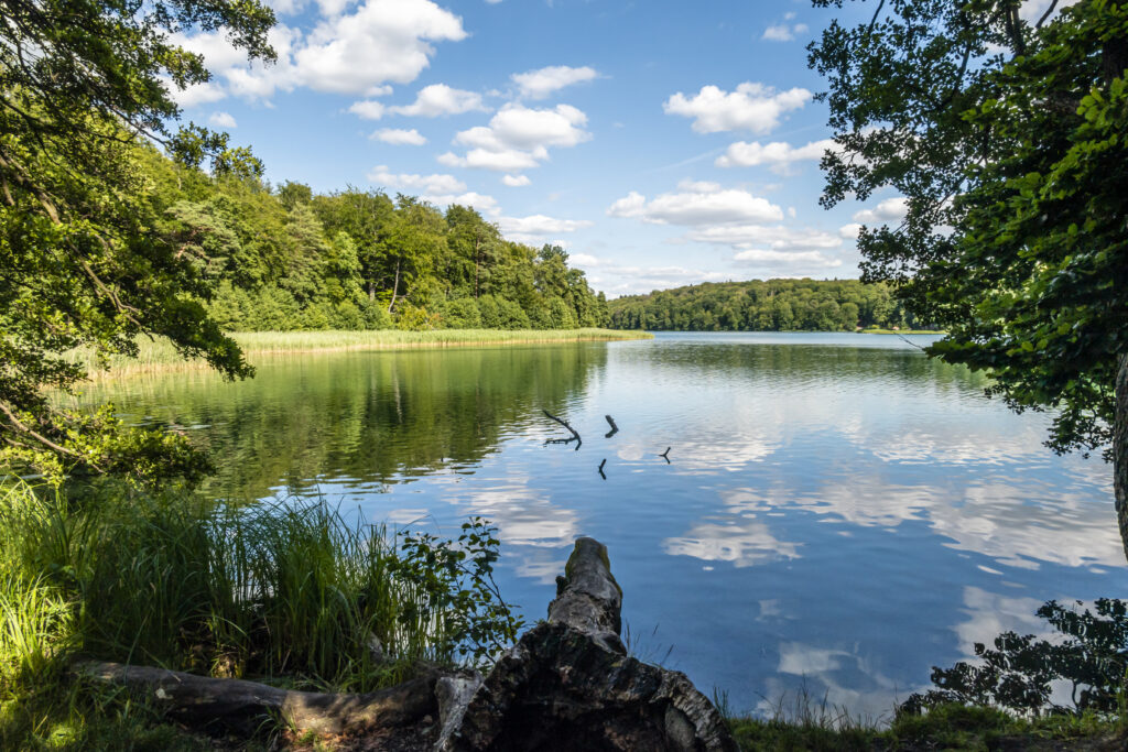 Ruhige Landschaft mit einem klaren See, umgeben von Bäumen und grünem Schilf unter einem blauen Himmel.